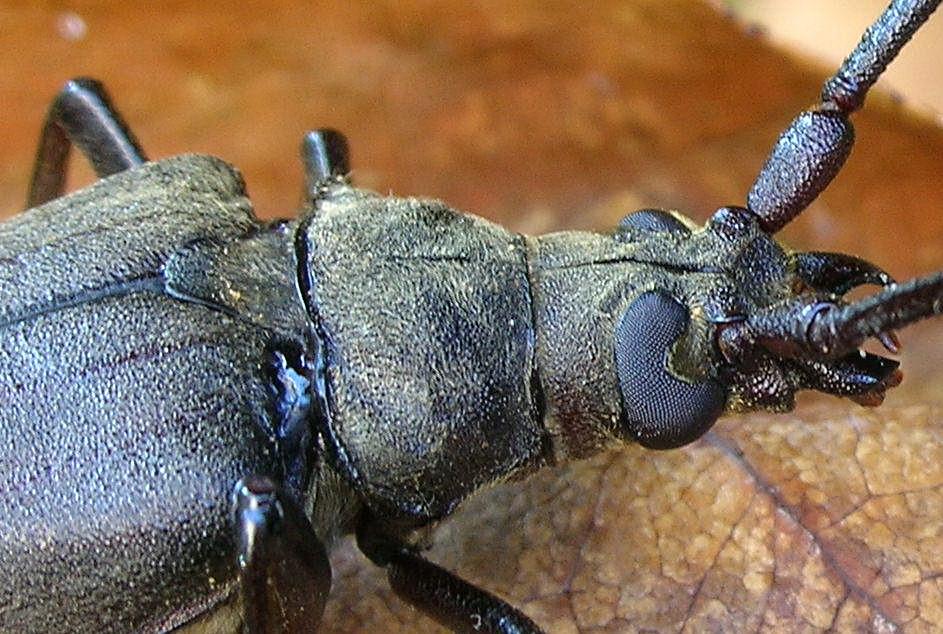 Femmina di Aegosoma scabricorne con uova